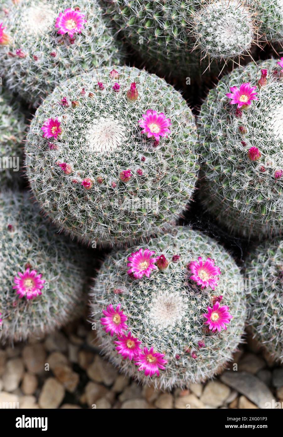 Mammillaria varieaculeata hi-res stock photography and images - Alamy