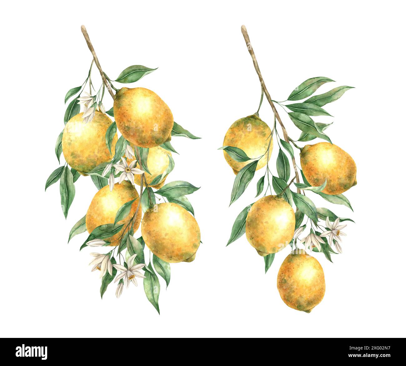 Set of two branches with yellow lemons, green leaves and white flowers ...