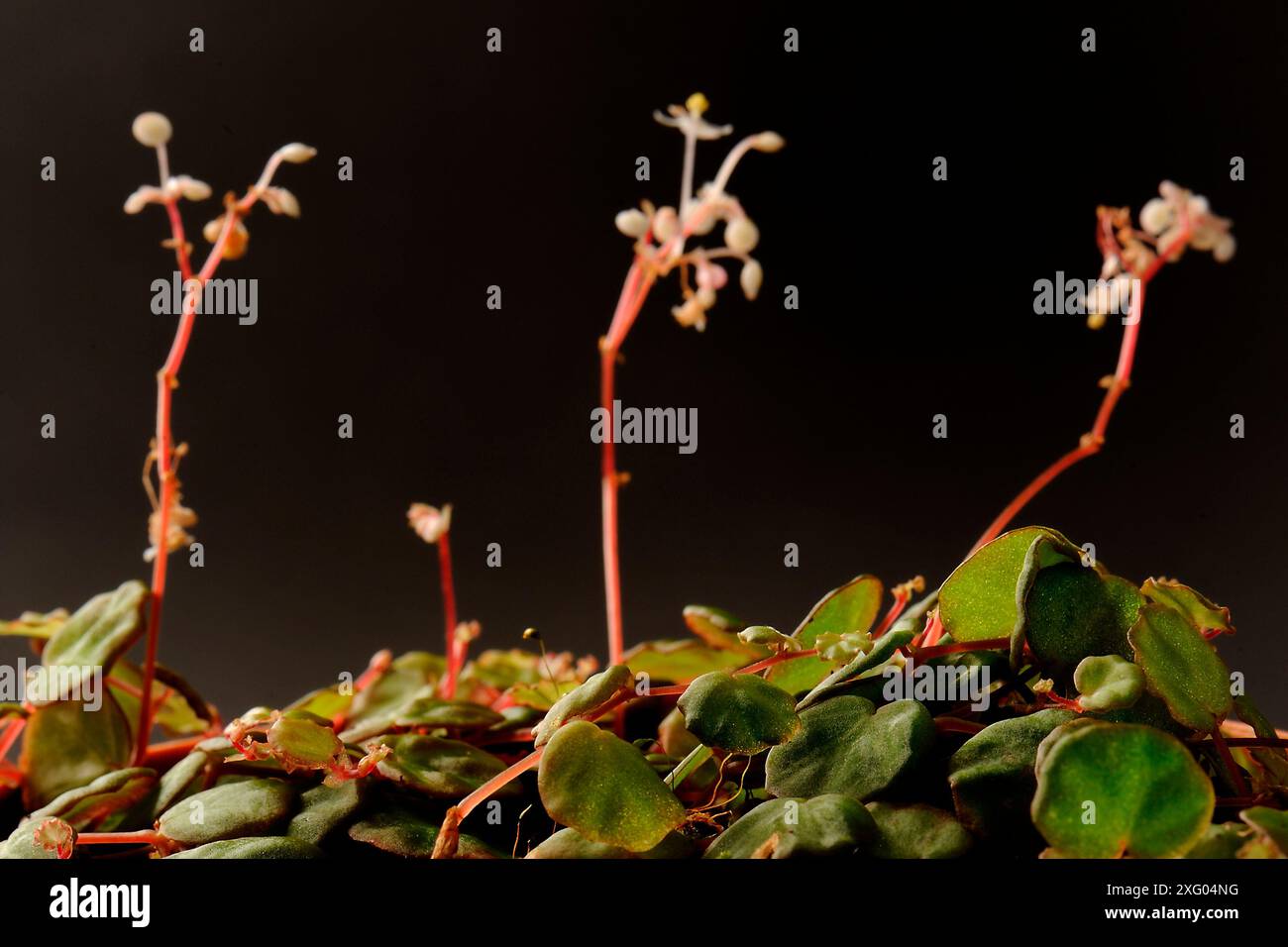 Photo inspiration: Visual Reference: Begonia Lichenora Is A Small Creeping Species Native To Sarawak