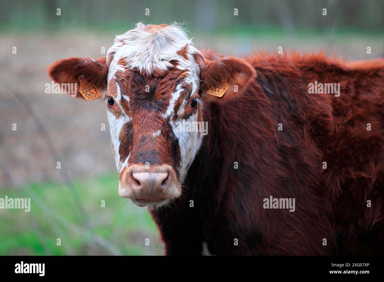 Portrait of an Hereford cow Stock Photo - Alamy