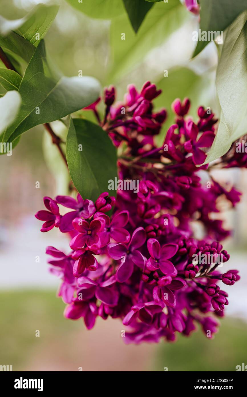 Lilac buds on branch hi-res stock photography and images - Alamy
