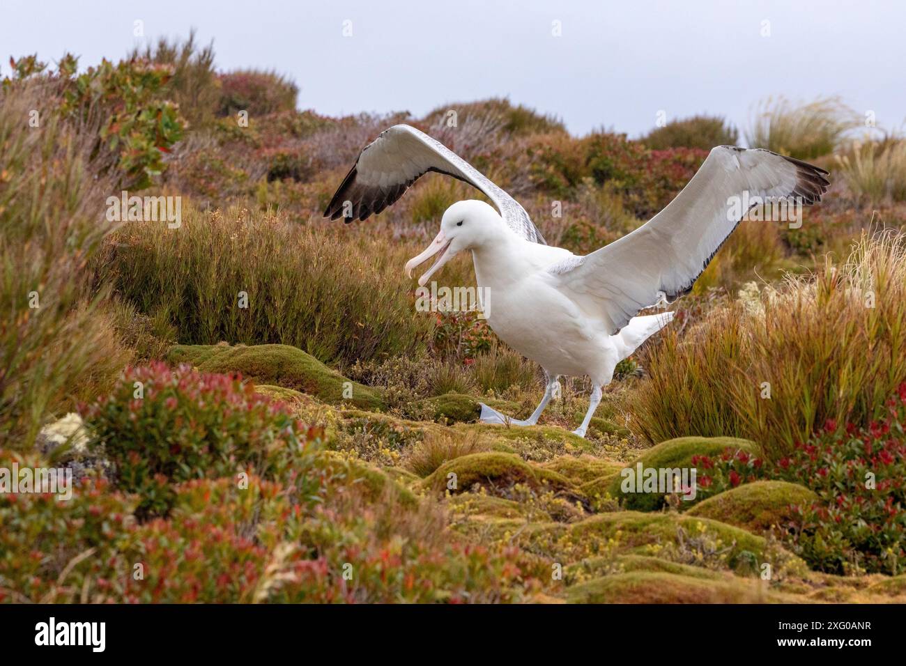 Royal albatross (Diomedea epomophora) on the sub-Antarctic heath of