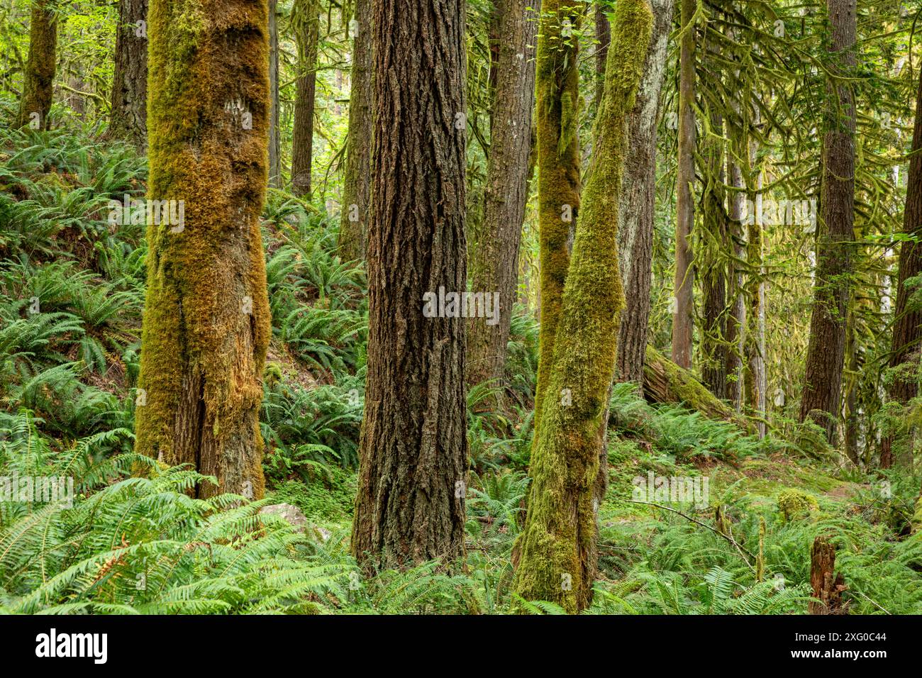 WA25500-00...WASHINGTON - Mixed forest along the Baler Lake Trail in ...