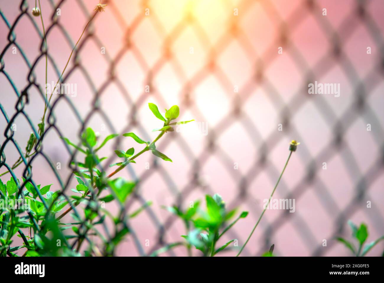 Nature flower in softlight Stock Photo - Alamy