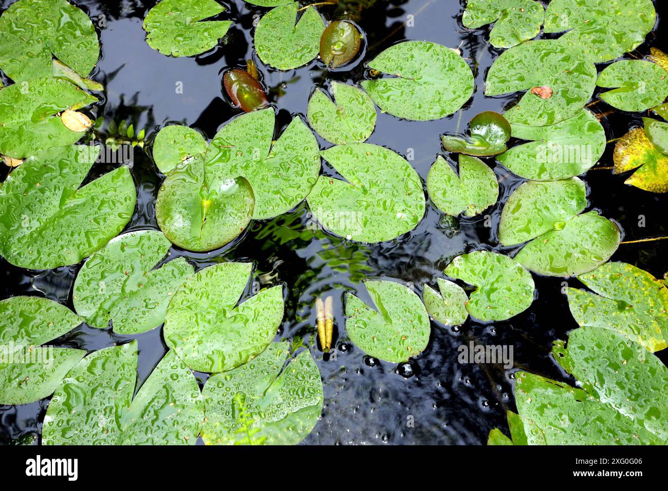 Seerosen im Gartenteich In einem Gartenteich befinden sich die Blätter