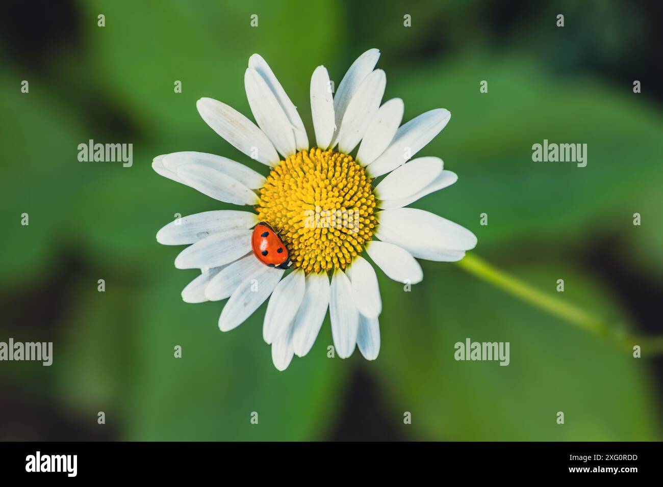 A Tiny Ladybug Resting on a Delicate Daisy in the Summer Sun/ Stock Photo