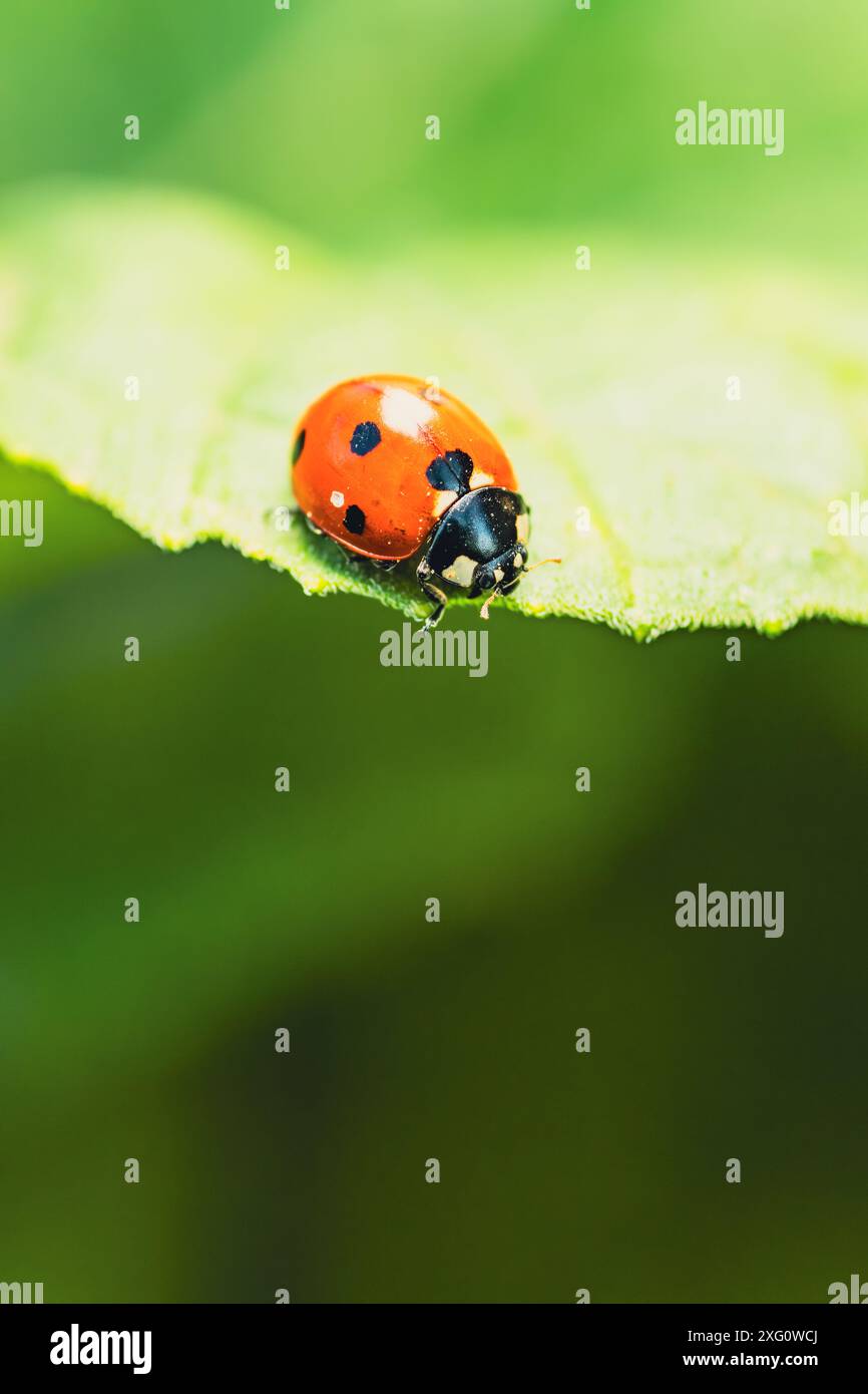 A Tiny Red Ladybug Perched On A Leaf In The Summer Sun. Stock Photo