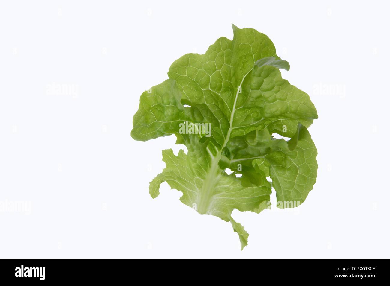 Single lettuce leaf on white background Stock Photo