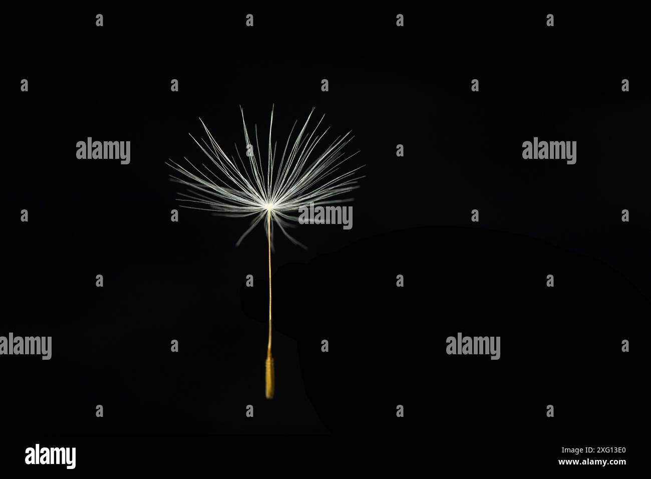 Single Dandelion seed on black background Stock Photo