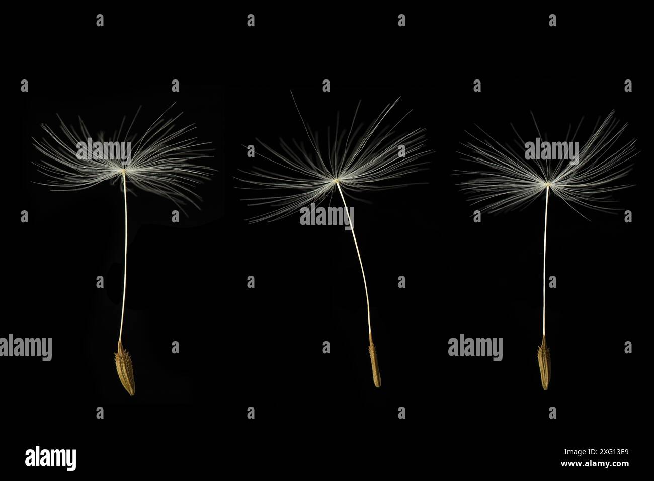 Three Dandelion seeds on black background Stock Photo