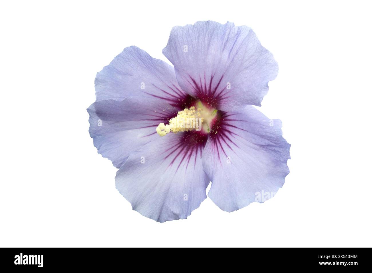 Single Hibiscus flower isolated on white background Stock Photo
