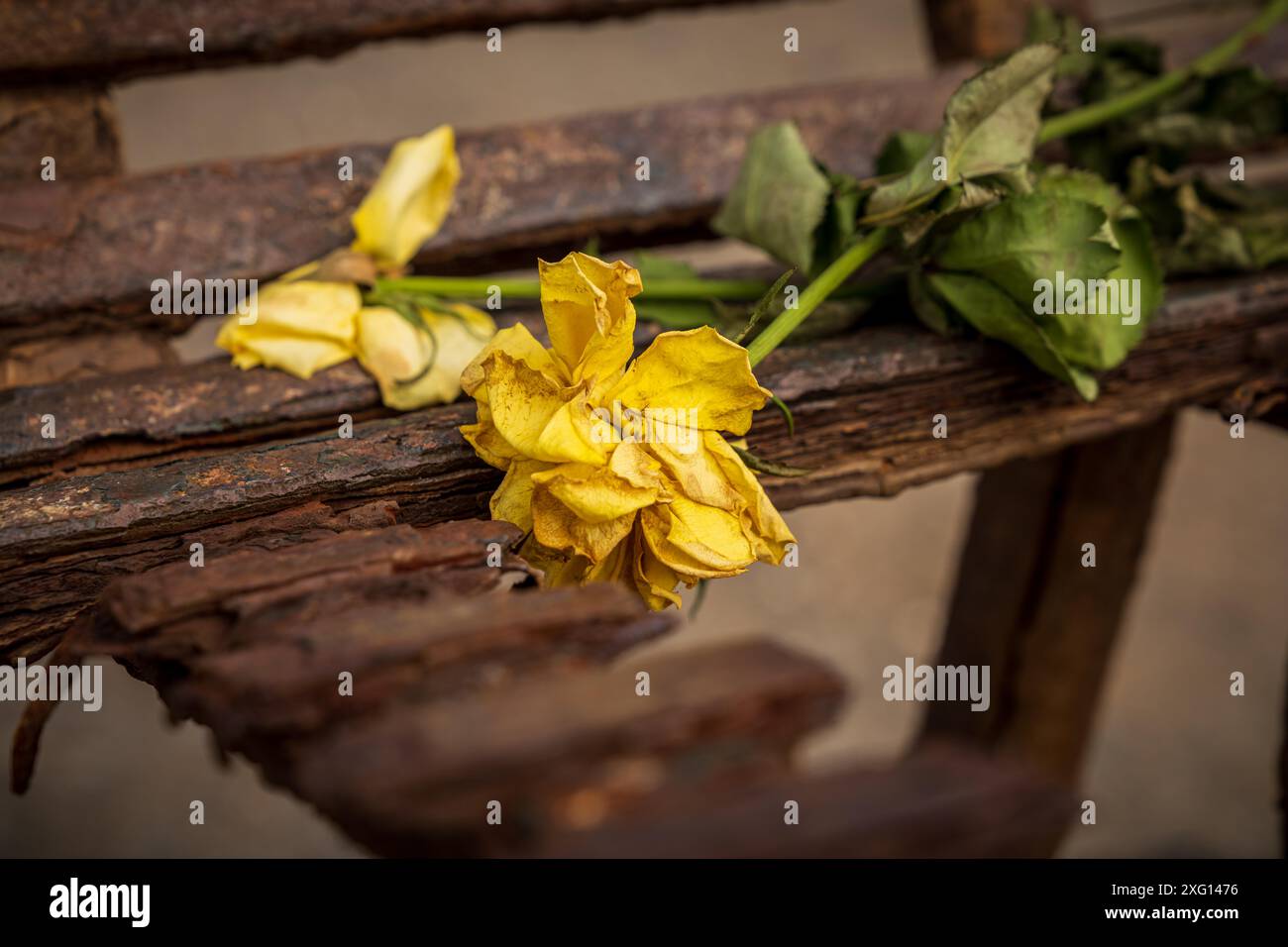 Withered flowers lying on a rusty bench Stock Photo - Alamy