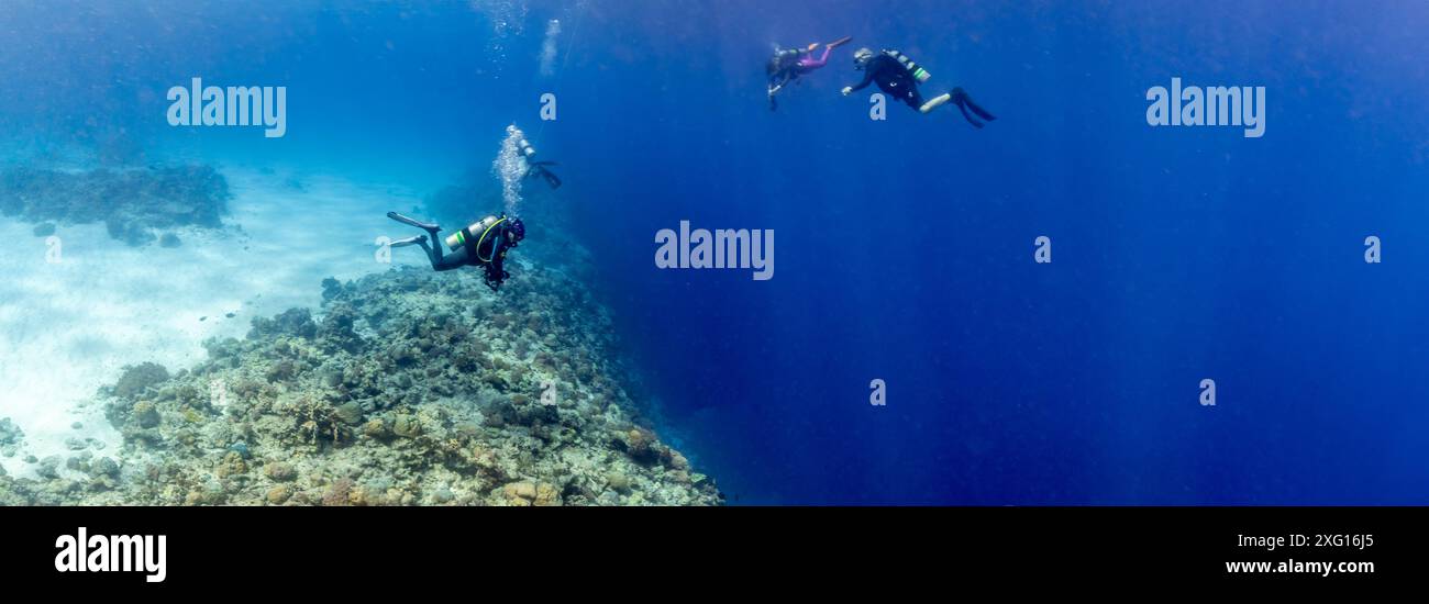 Scuba divers look over the edge of a coral reef wall which drops off into the deep blue abyss 1000 feet below Stock Photo