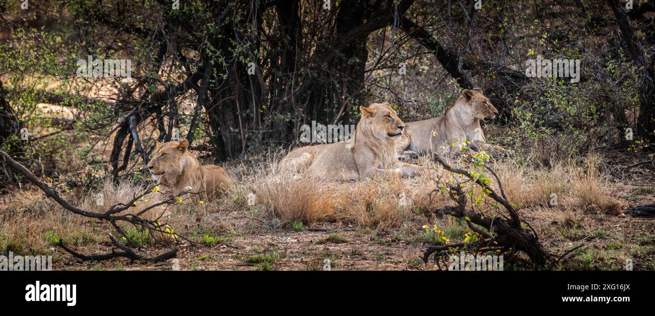 Group of african lions hi-res stock photography and images - Alamy