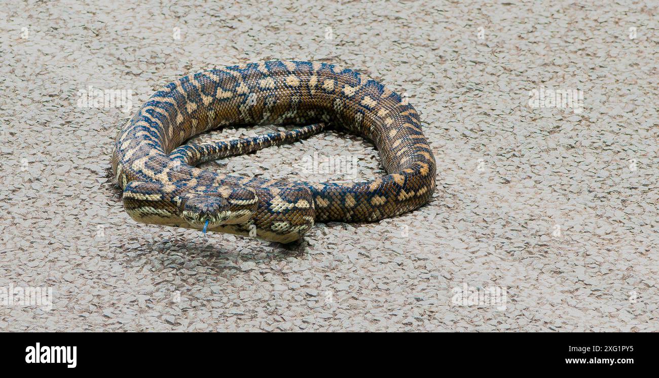Australia snake curled hi-res stock photography and images - Alamy