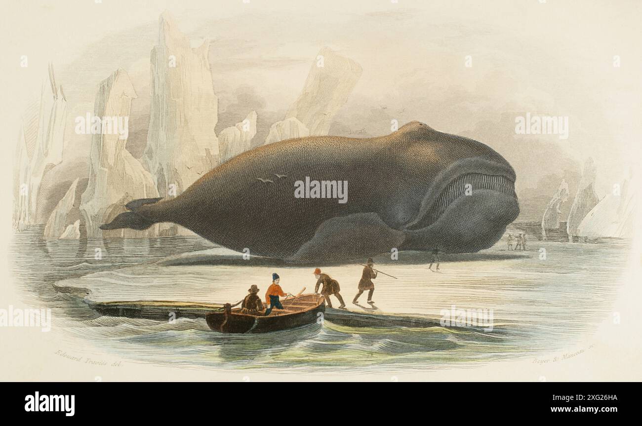 The whale. Drawing by Edouard Traviès. Handcoloured engraving by Beyer and Manceau. Chromolithography. 'Los Heroes y las Grandezas de la Tierra' (The Heroes and the Grandeurs of the Earth). Volume VIII. 1856. Author: Edouard Traviès de Villers (1809-1876). French artist. Stock Photo