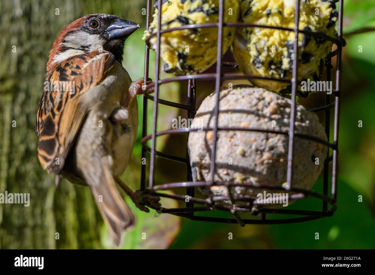 One Sparrow bird perched on a bird feeder Stock Photo