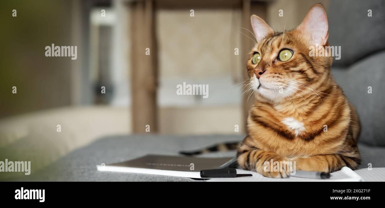 Cat Doing Notes Bengal cat on the sofa with an open notebook or notepad. Smart cat ...