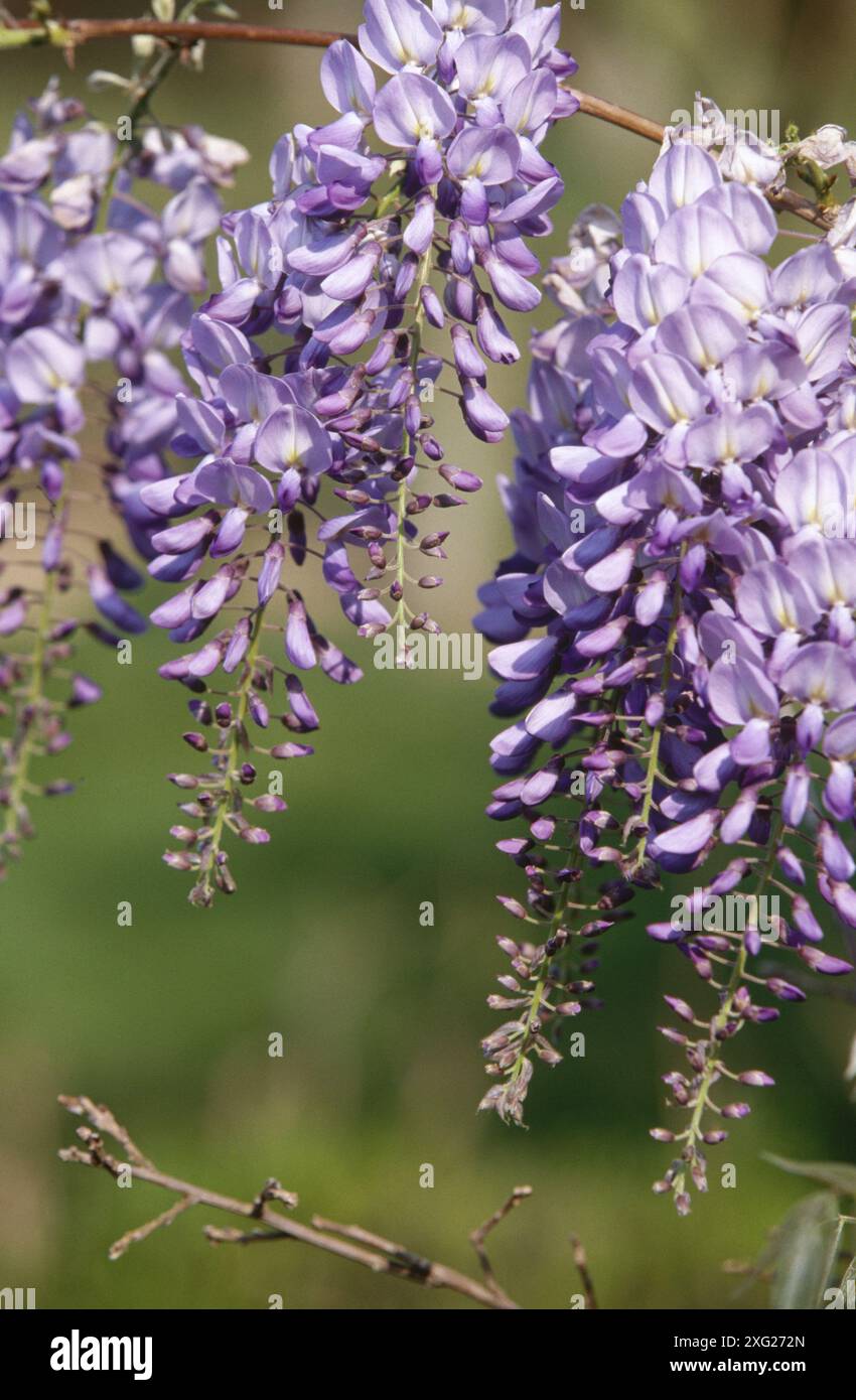 Chinese wisteria wisteria sinensis caroline hi-res stock photography and  images - Alamy