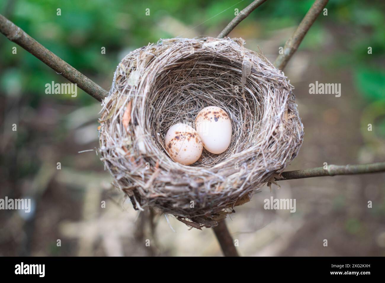 Birds nest no eggs tree hi-res stock photography and images - Alamy