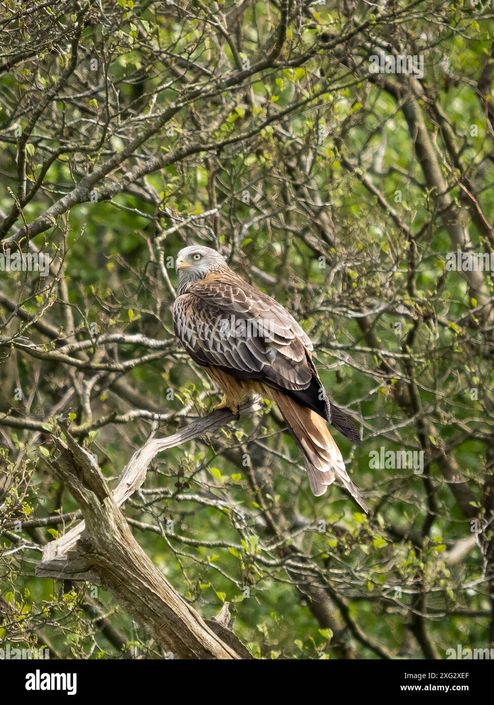 Red Kite Stock Photo