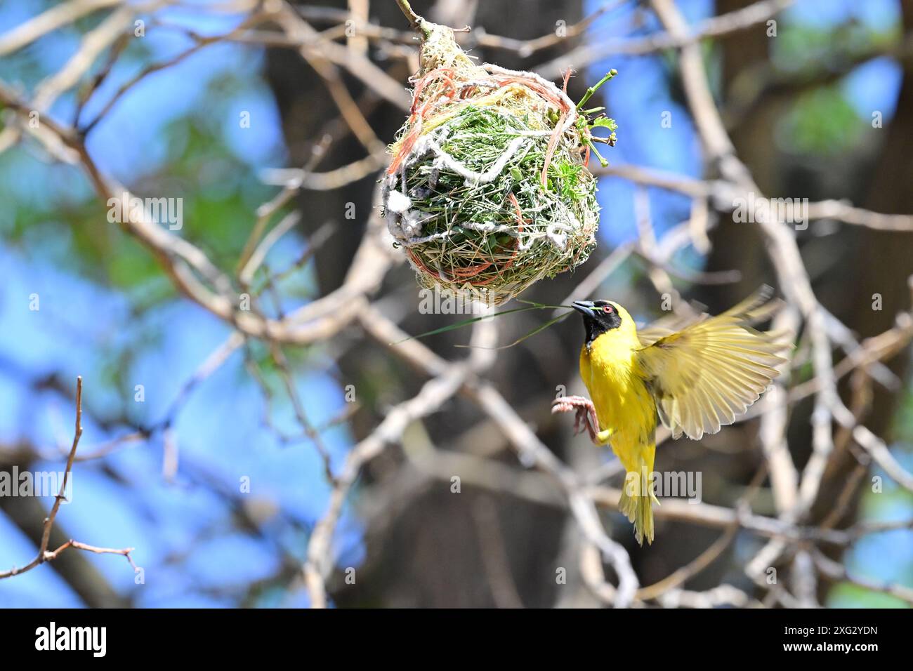 Male Buffalo Weaver bird making nest in the Kalahari with plastic string. Stock Photo