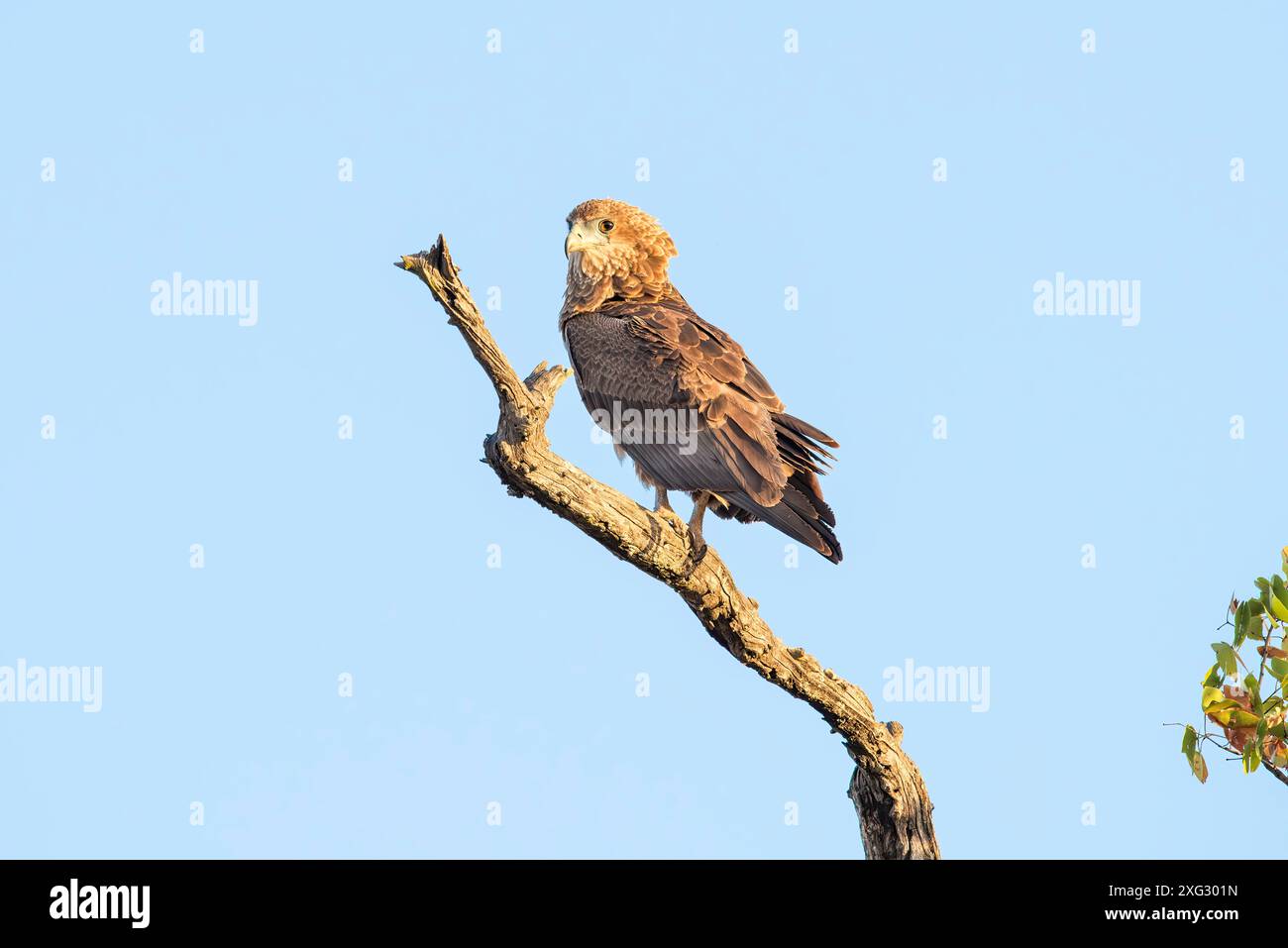 African harrier hawk hi-res stock photography and images - Alamy