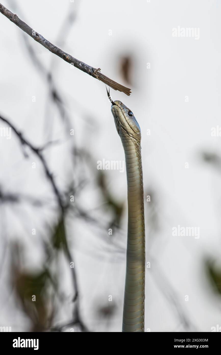 Black Mamba climbing tree in Zimbabwe Stock Photo - Alamy