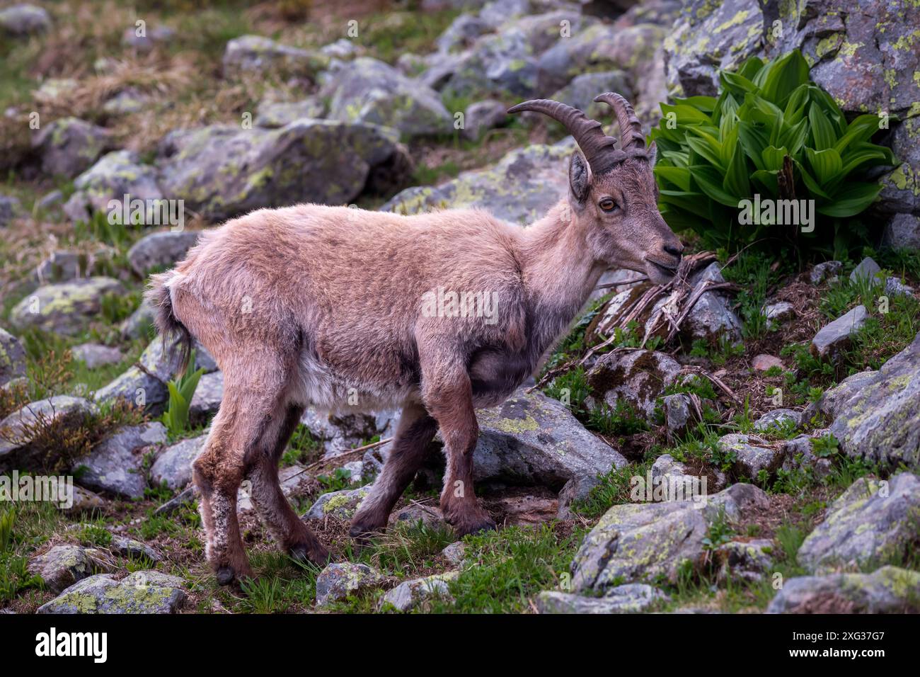 The Alpine ibex (Capra ibex), Mount Blanc area, France Stock Photo