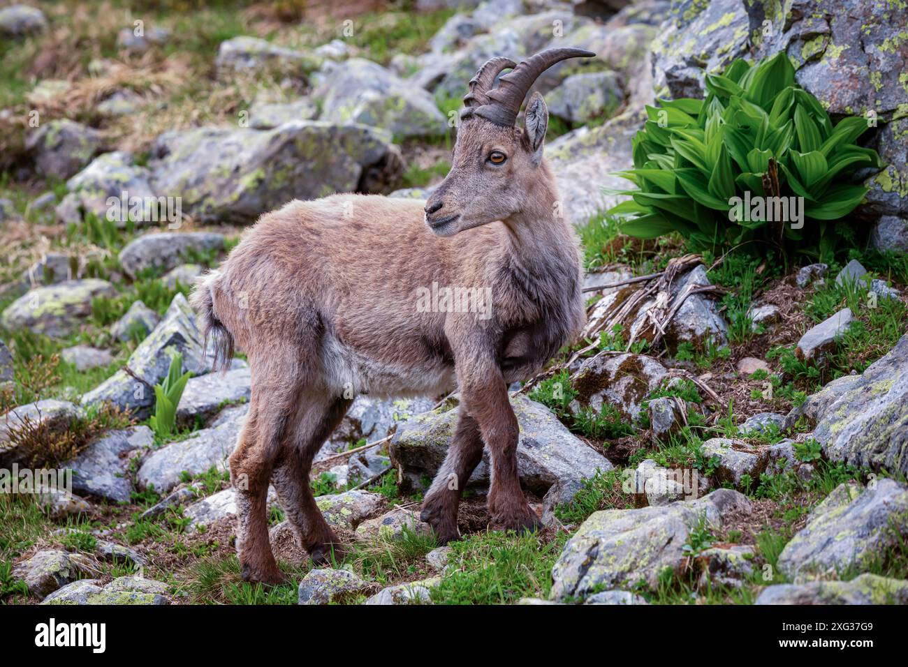 The Alpine ibex (Capra ibex), Mount Blanc area, France Stock Photo