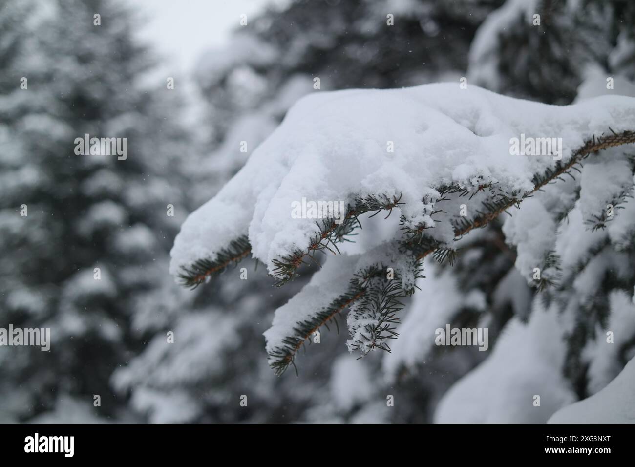 Pine branches covered with snow in the forest Stock Photo - Alamy