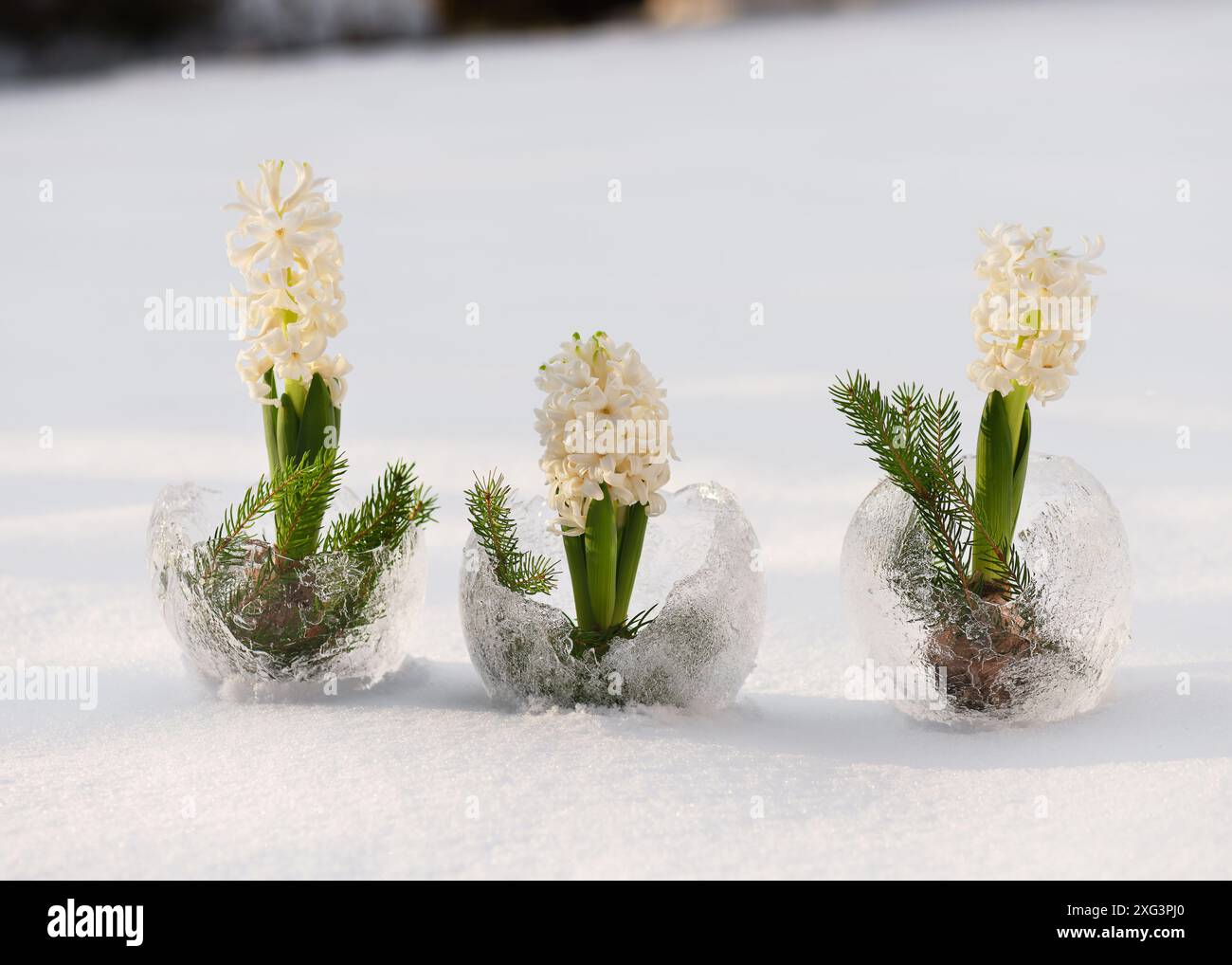 Three ice globe crystal vases with beautiful white hyacinths init on the snow background. Winter craft and Ice art or outdoor decoration concept. Stock Photo