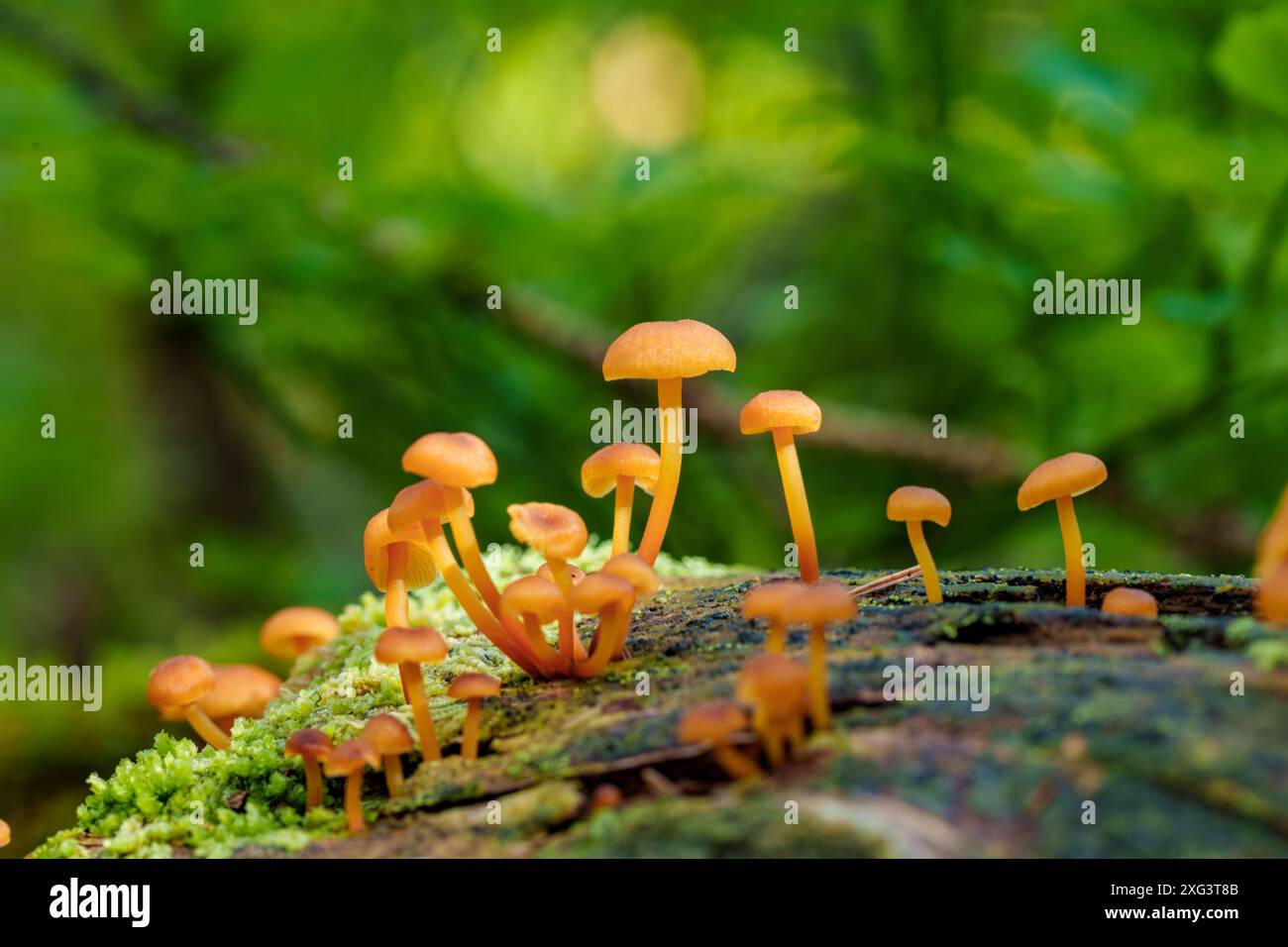 In a lush green forest, vibrant orange mushrooms grow on a mossy log ...