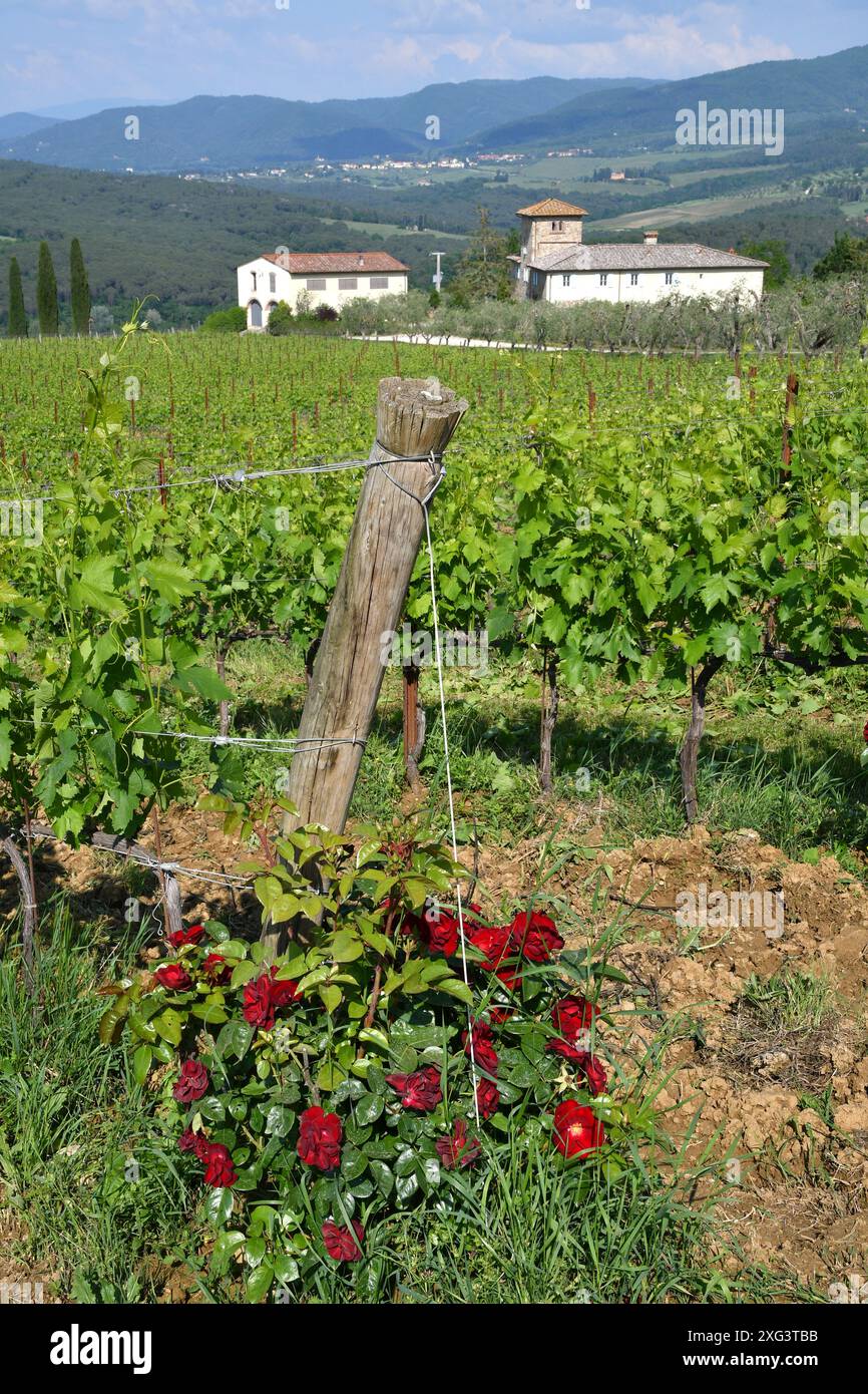 Red Roses Italy Beautiful red roses vineyards hi-res stock photography and images - Alamy
