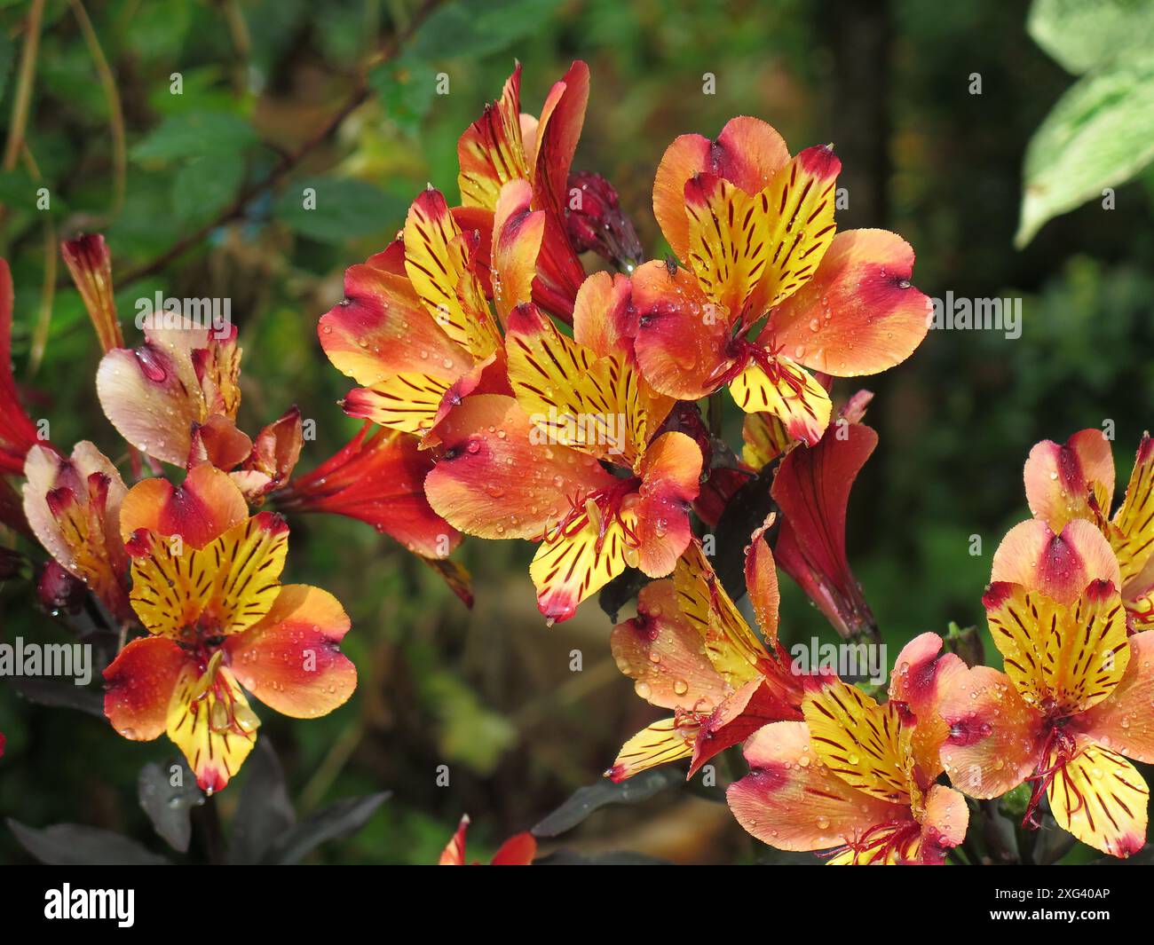 Alstroemeria Stock Photo