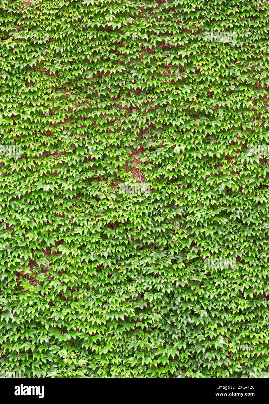 Ivy covered brick wall forms busy background pattern in green Stock Photo