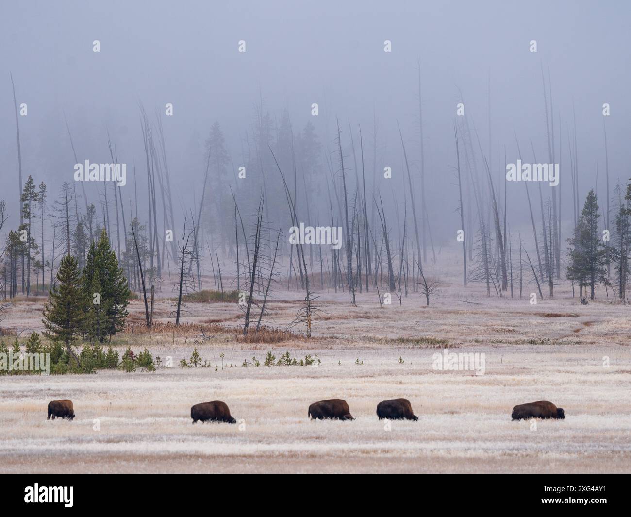Hunting To Extinction Bison are massive, incredibly powerful bovines that were nearly forced ...