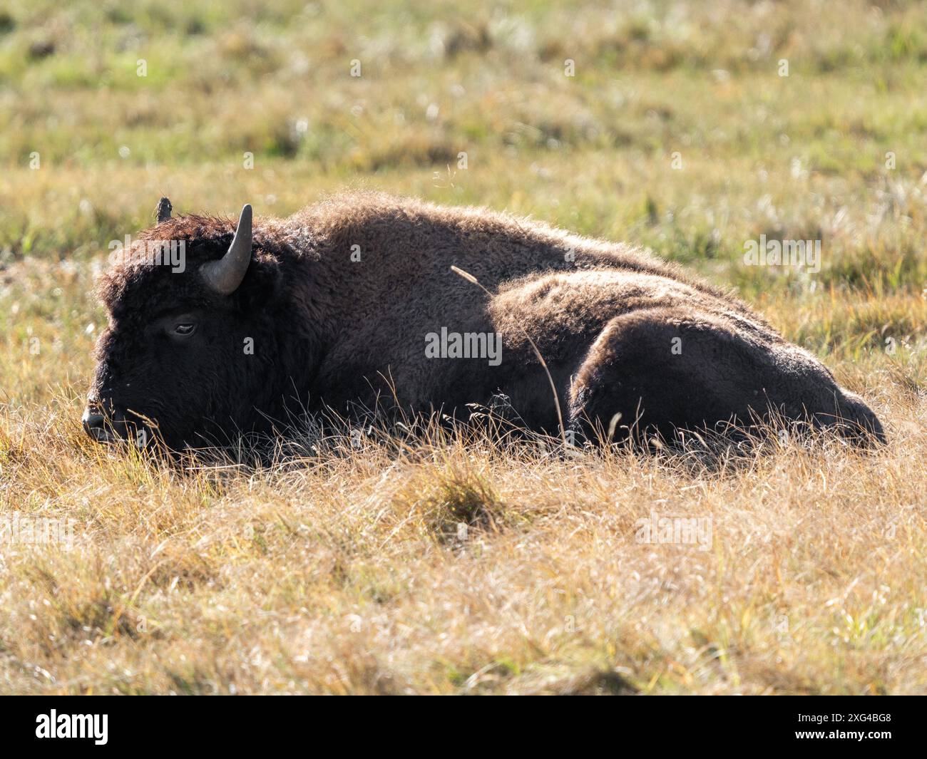 Bison are massive, incredibly powerful bovines that were nearly forced ...