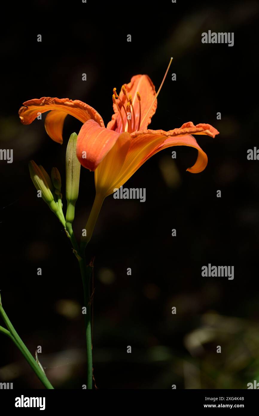 Lilium bulbiferum bulb hi-res stock photography and images - Alamy