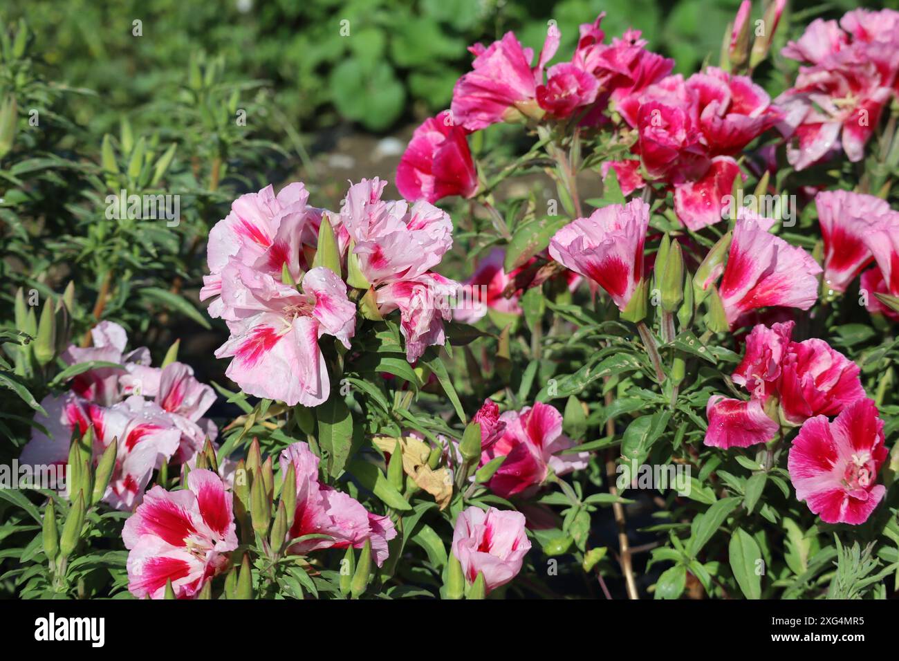 Summer-azalea buffeted by Wind and Weather Stock Photo - Alamy