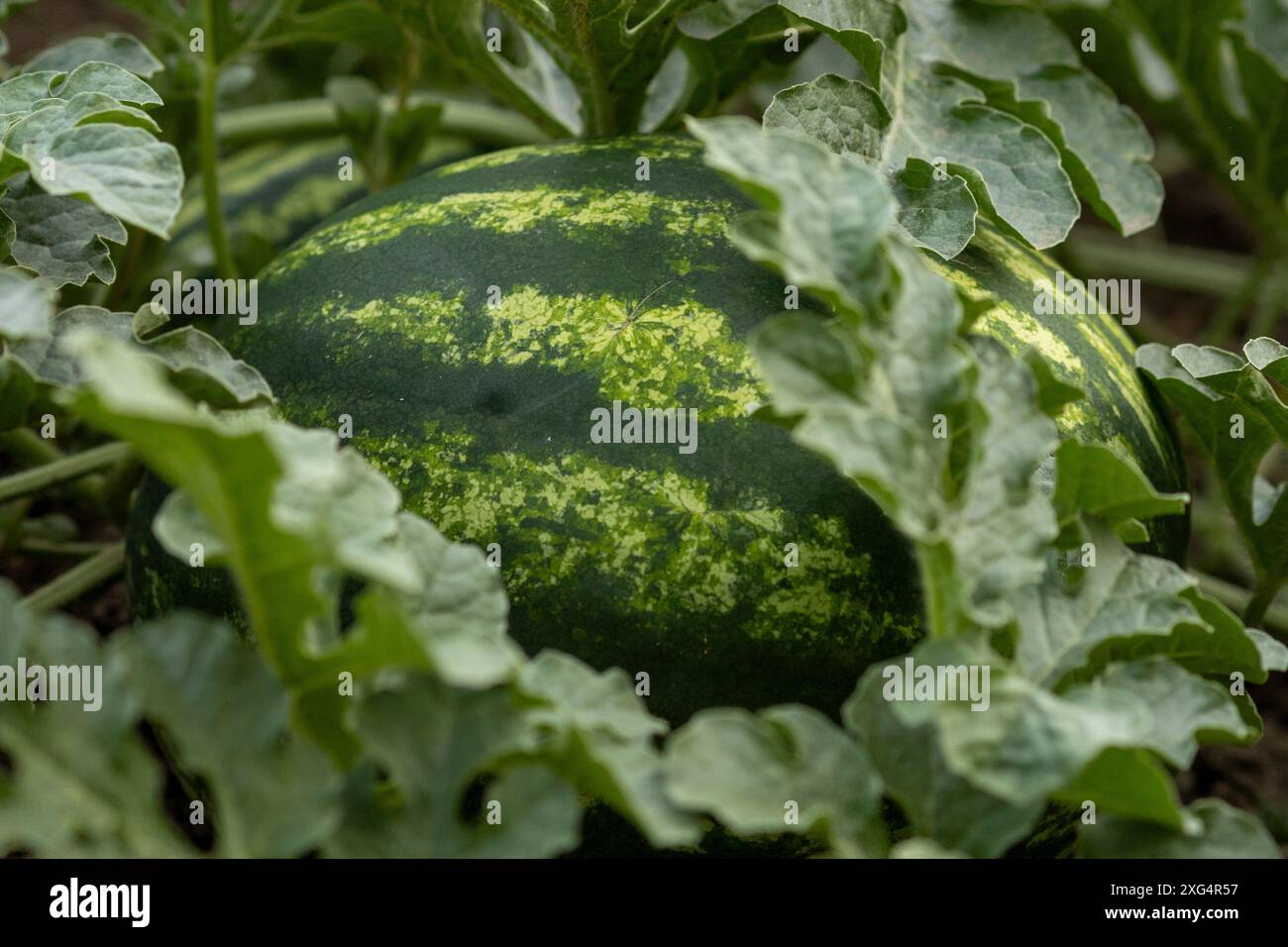Ground watermelon hi-res stock photography and images - Alamy