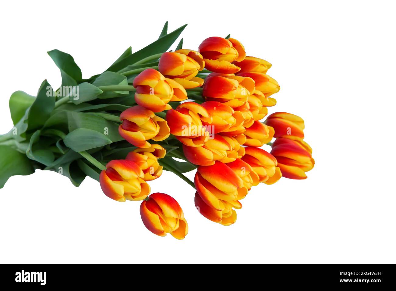 bouquet of red fresh spring tulip flowers over white background Stock ...