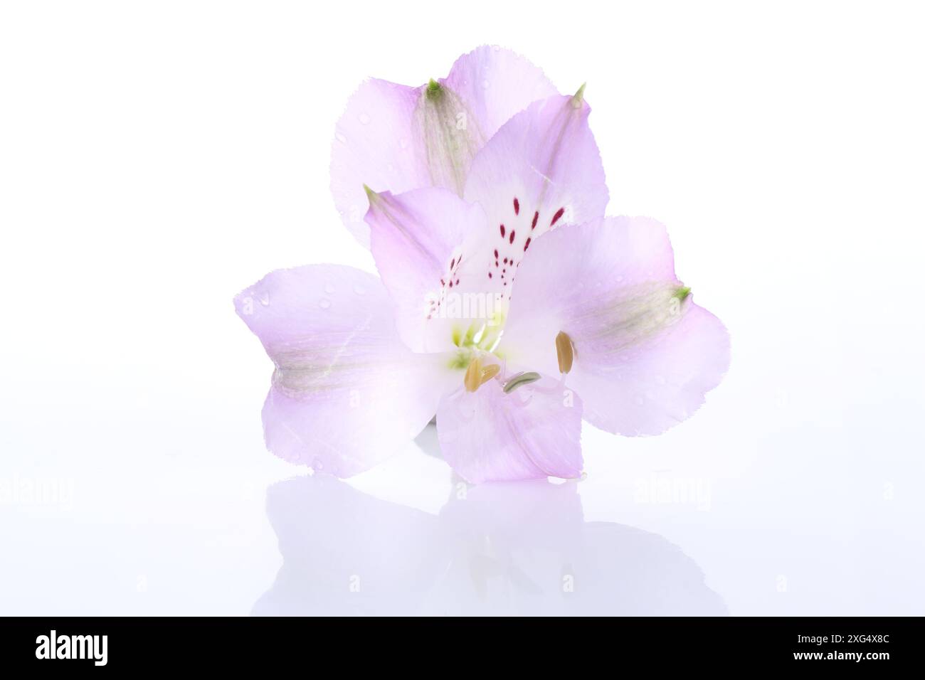 Beautiful violet alstroemeria flower isolated on white Stock Photo - Alamy