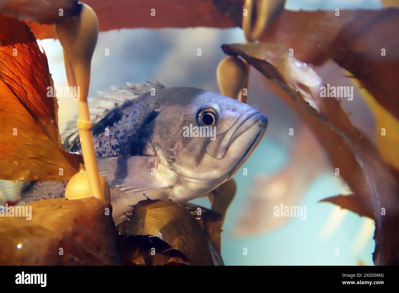 Portrait of a Pacific Rockfish hiding in a forest of Kelp seaweed, off the Oregon Pacific Coast in the Pacific Ocean, Oregon. Stock Photo