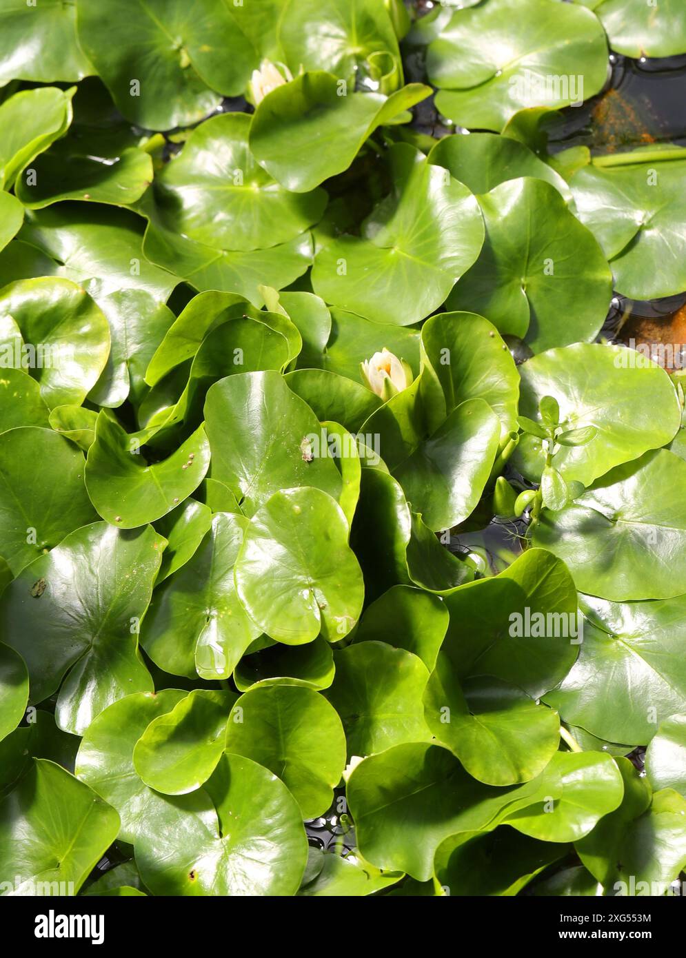 Nymphaea thermarum – Plants worldwide