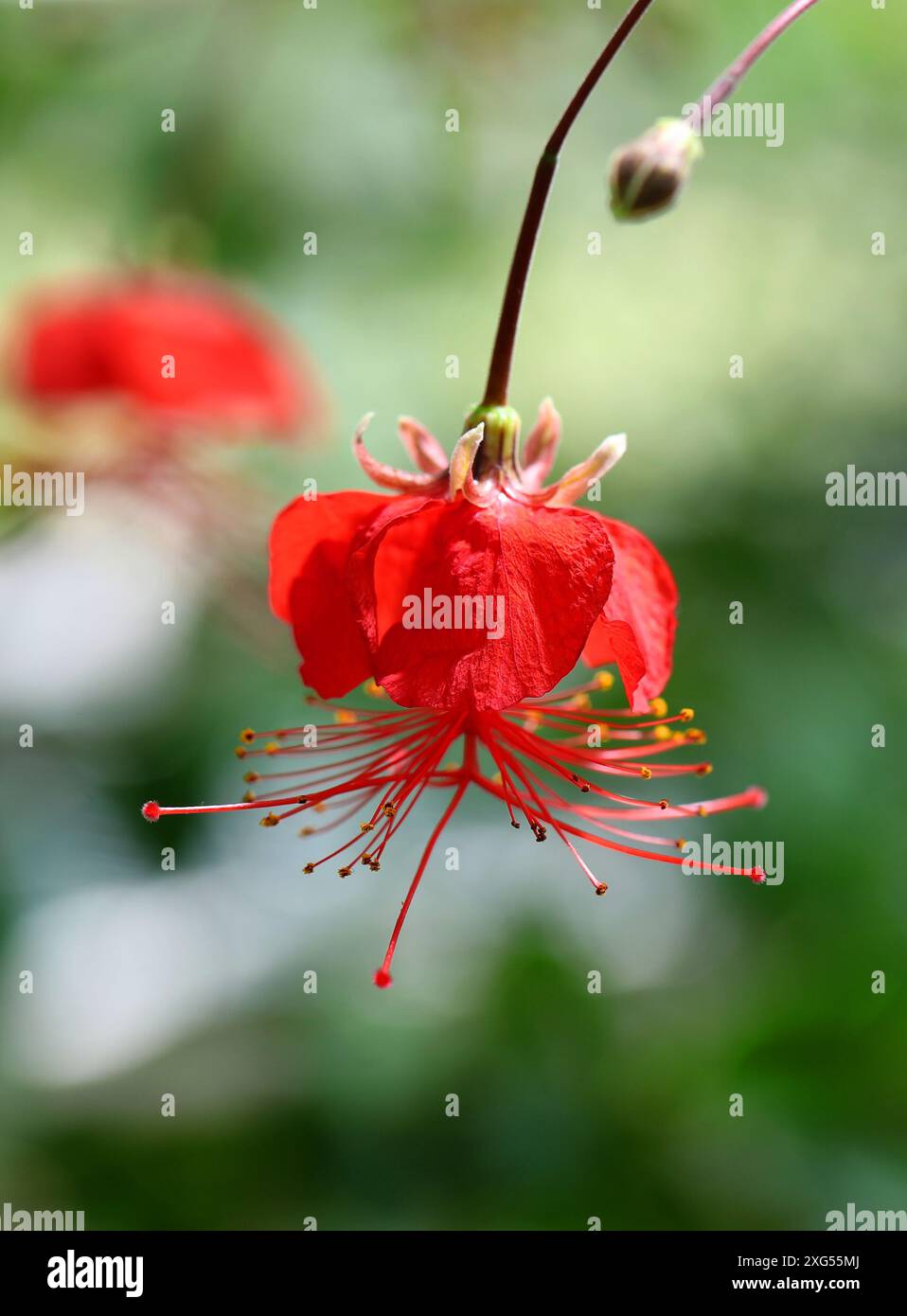 Seasonally dry tropical biome hi-res stock photography and images - Alamy