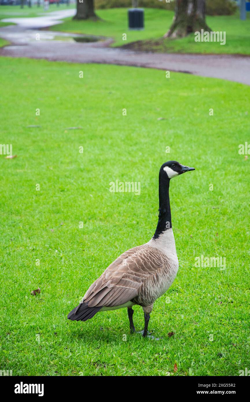 Canada goose quebec city 2019 discount