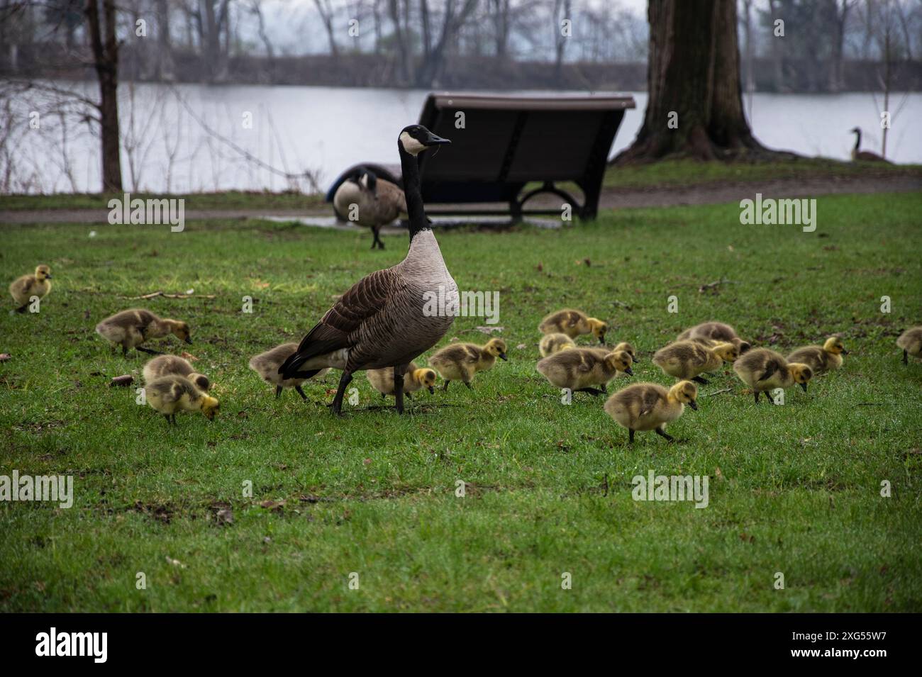Canada goose 750 jueces online