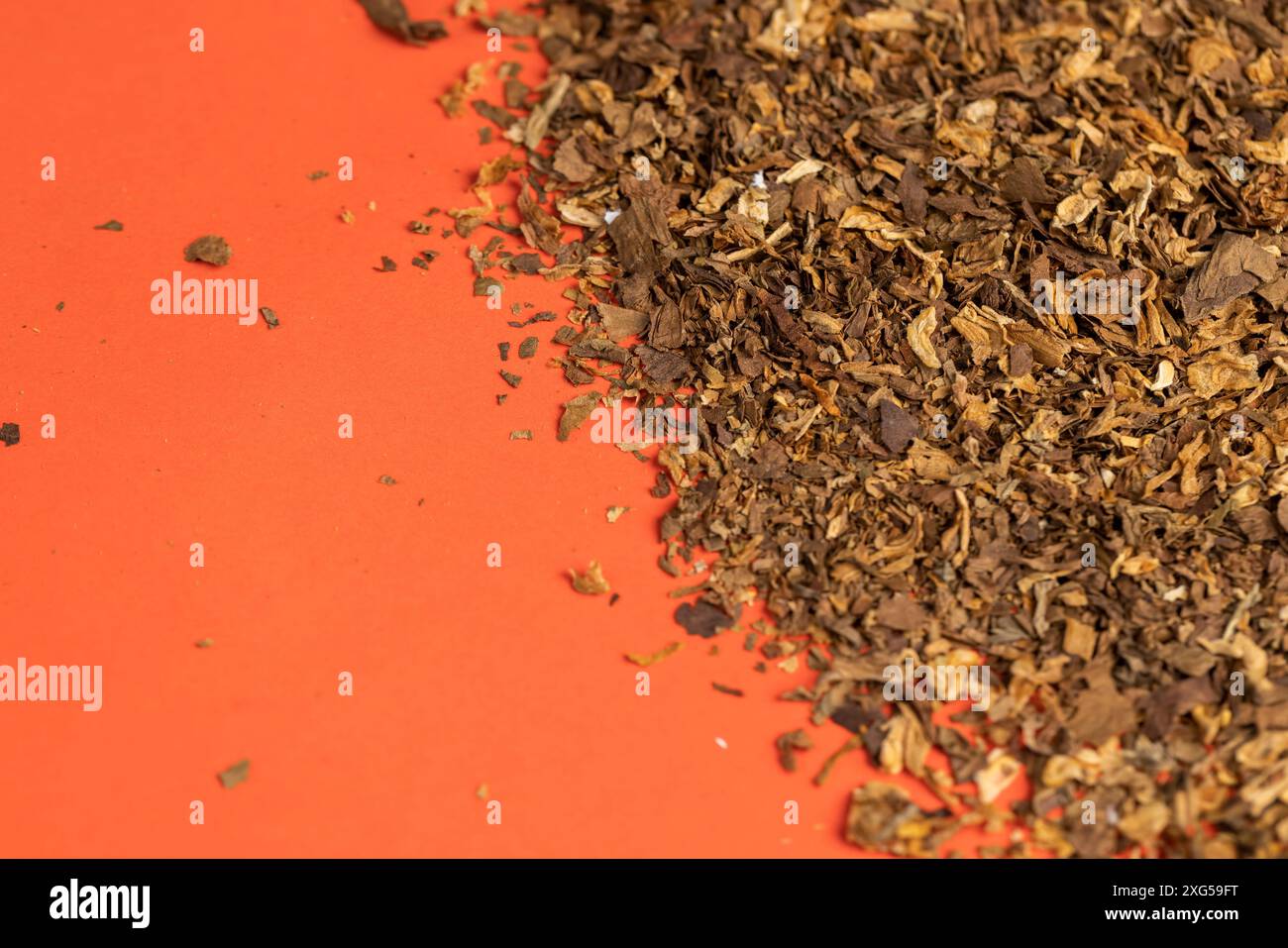 finely crushed tobacco leaf that is used in the manufacture of cigarettes,  dangerous to health tobacco leaves for smoking in a cigarette Stock Photo