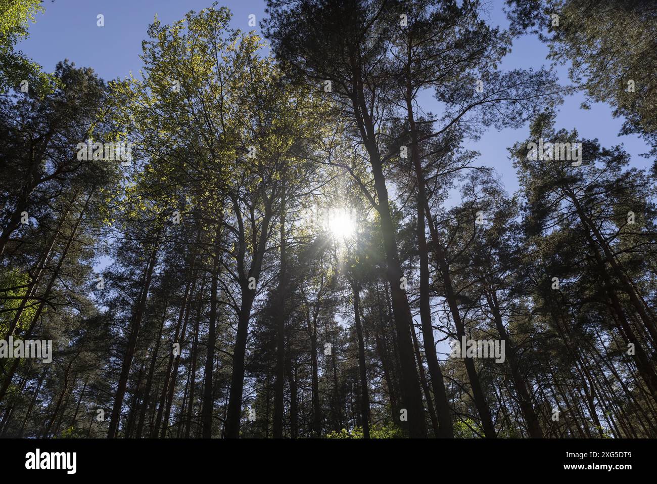 pine forest with tall trees against a blue sky background, spring ...